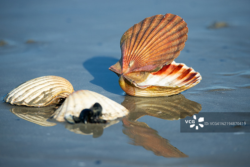 普朗格诺阿尔的贻贝公园图片素材