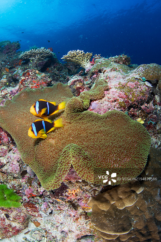 两只克拉克斯小丑鱼在它们的海葵中图片素材