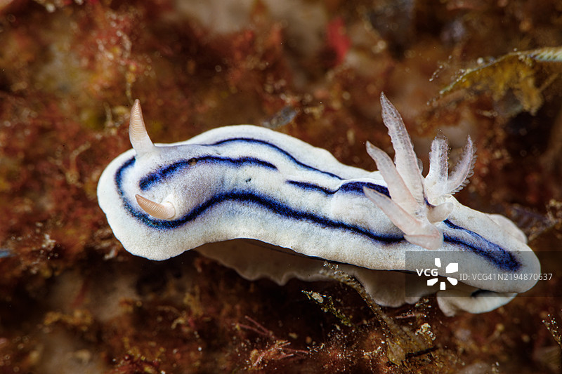 海兔蜗牛（Chromodoris willani）图片素材