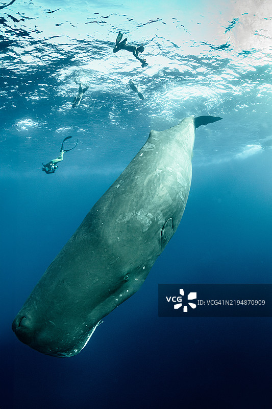 抹香鲸与潜水者一起潜水，潜水者正在拍照图片素材