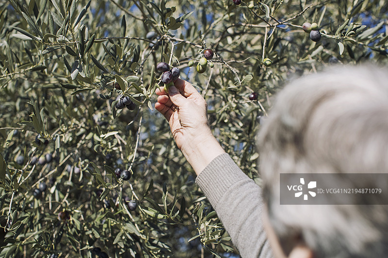 老年人在阳光明媚的天气里从树上采摘橄榄图片素材