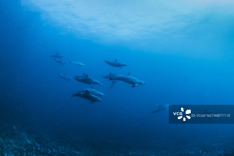 一群瓶鼻海豚图片素材