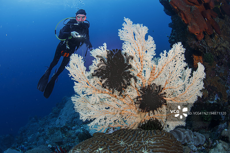 女性潜水员观察着覆盖着羽毛海星的白色海扇珊瑚图片素材