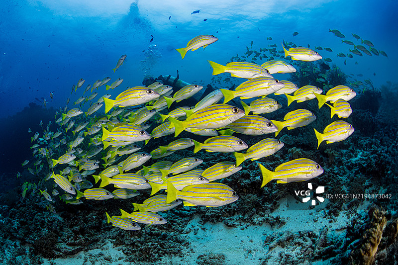黄鳍鲷鱼群图片素材