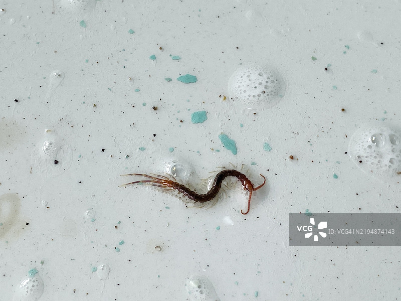 湿地板上的蜈蚣特写图片素材