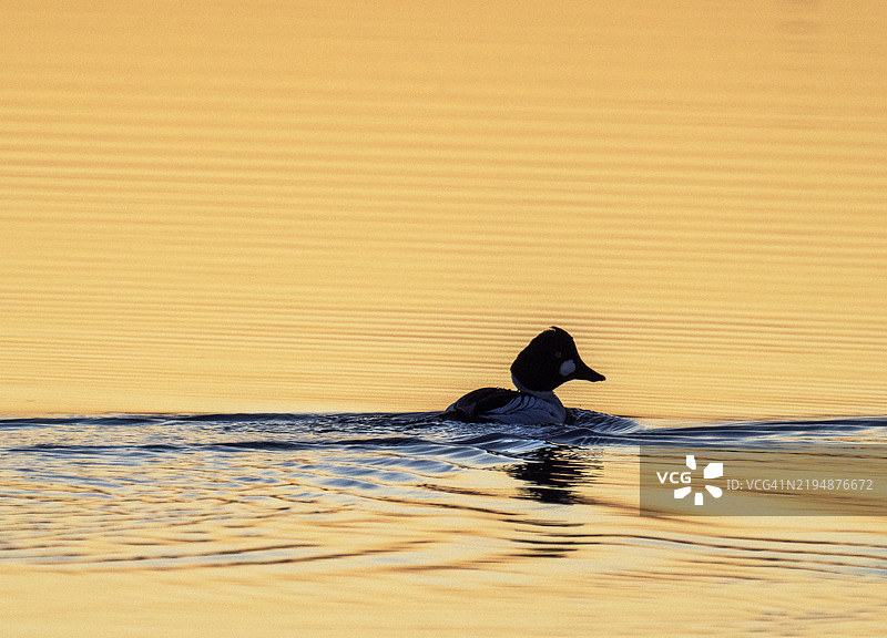 日出时分，金眼鸭（Bucephala clangula）在英国湖区安布尔赛德的温德米尔湖湖头。图片素材