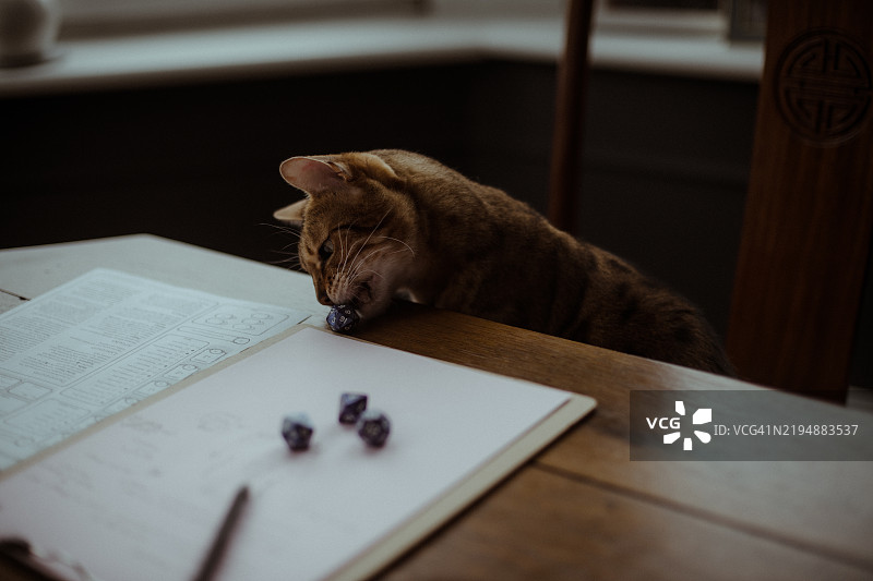 孟加拉猫顽皮地打断桌面游戏时光图片素材