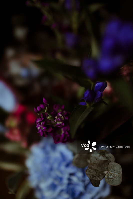 优雅的五彩缤纷的蓝色绣球花和混合的蓝色、紫色及粉色花朵的花束图片素材