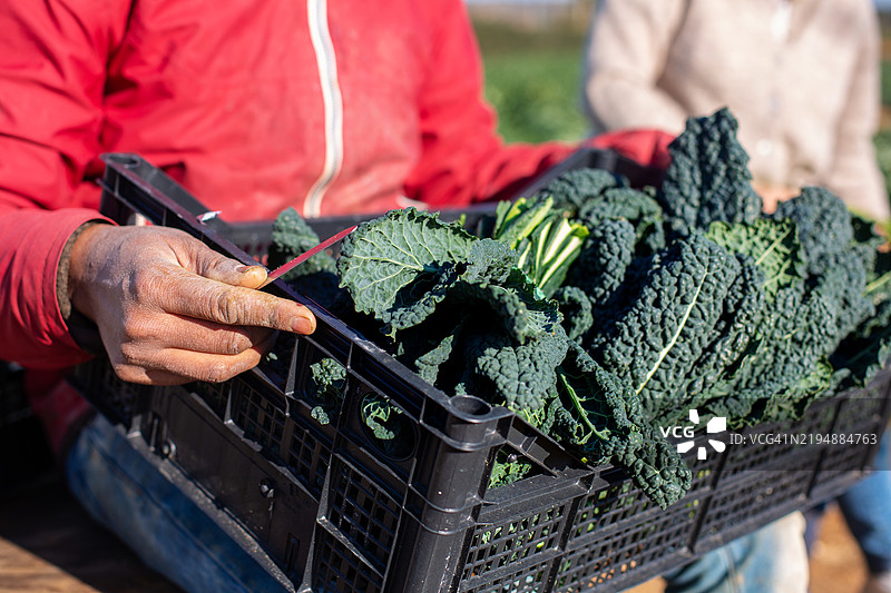 农民手持装有新鲜采摘的黑羽衣甘蓝（cavolo nero）的箱子图片素材