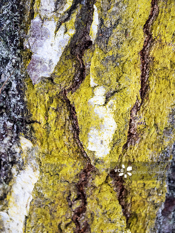 在苏格兰凯恩戈姆山的阿维莫尔，克雷格埃拉基国家自然保护区的银桦树上生长的黄色地衣。图片素材