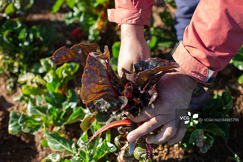 农民在收获幼小的瑞士甜菜植物图片素材