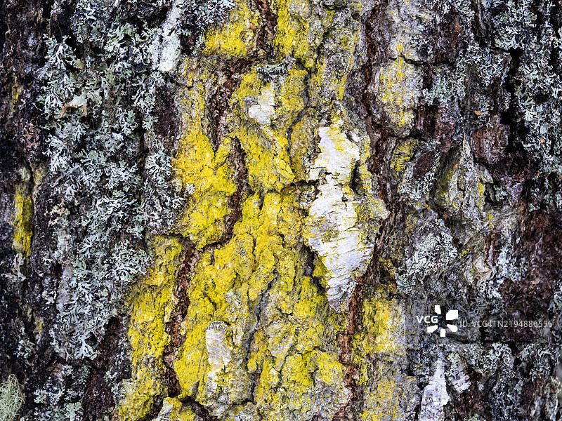 在苏格兰凯恩戈姆山的阿维莫尔，克雷格埃拉基国家自然保护区的银桦树上生长的黄色地衣。图片素材
