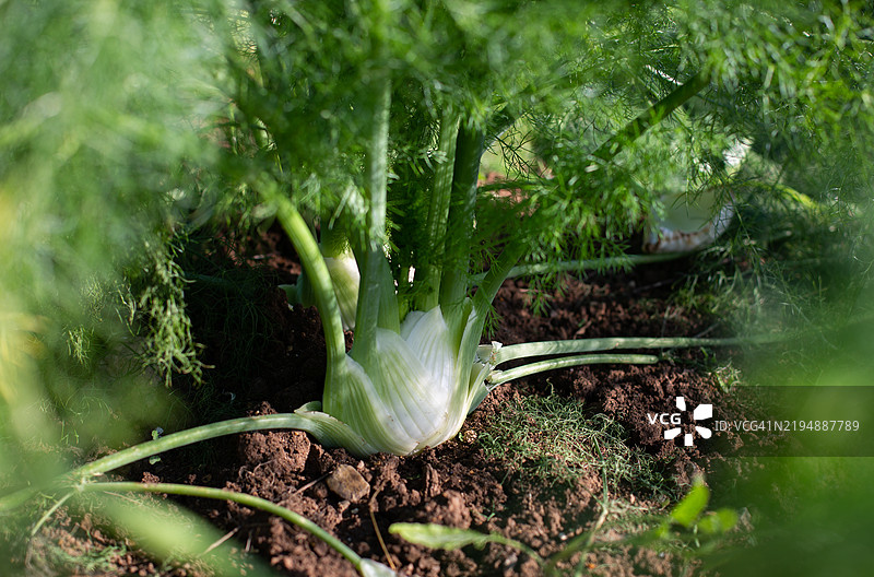 茴香在红土中生长图片素材