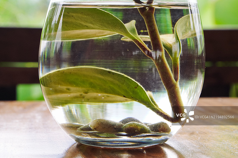 水中装满水的玻璃里的水生植物枝条图片素材