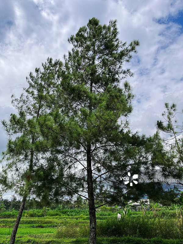 高耸入云的松树景观图片素材