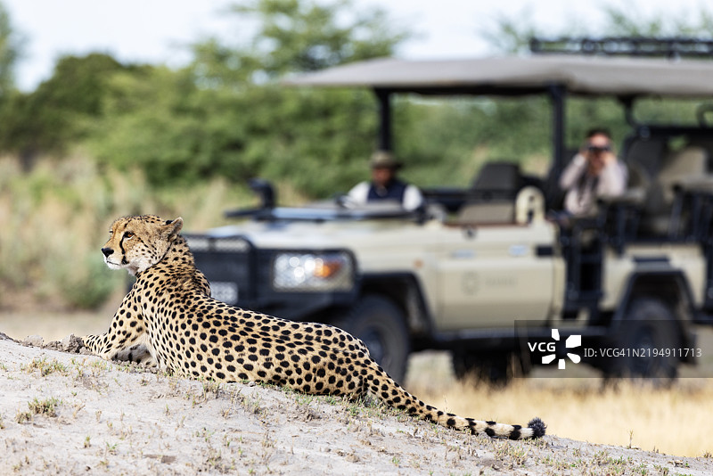 游客在越野 safari 车上观看躺在白蚁 mound 上的猎豹图片素材