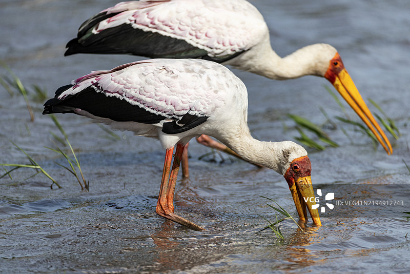 两只黄嘴鹳在湖中觅食的特写镜头图片素材