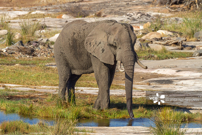 南非大象在水坑饮水。图片素材