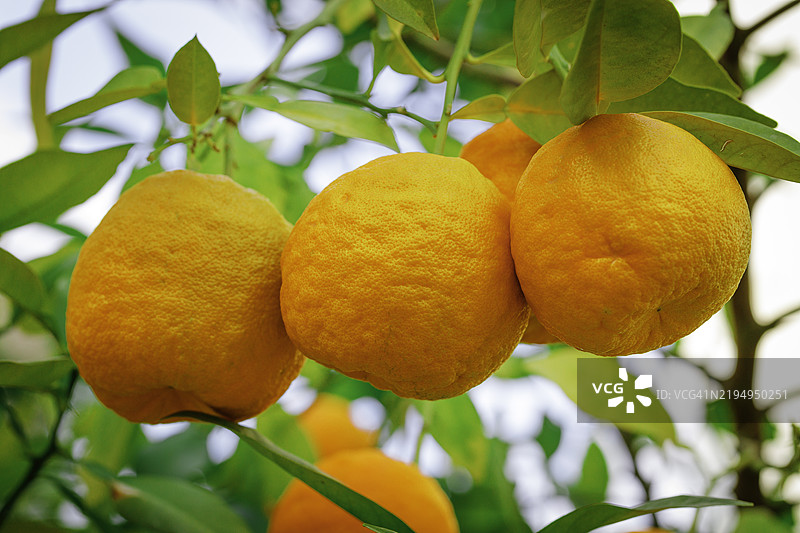 树上的三个橘子图片素材