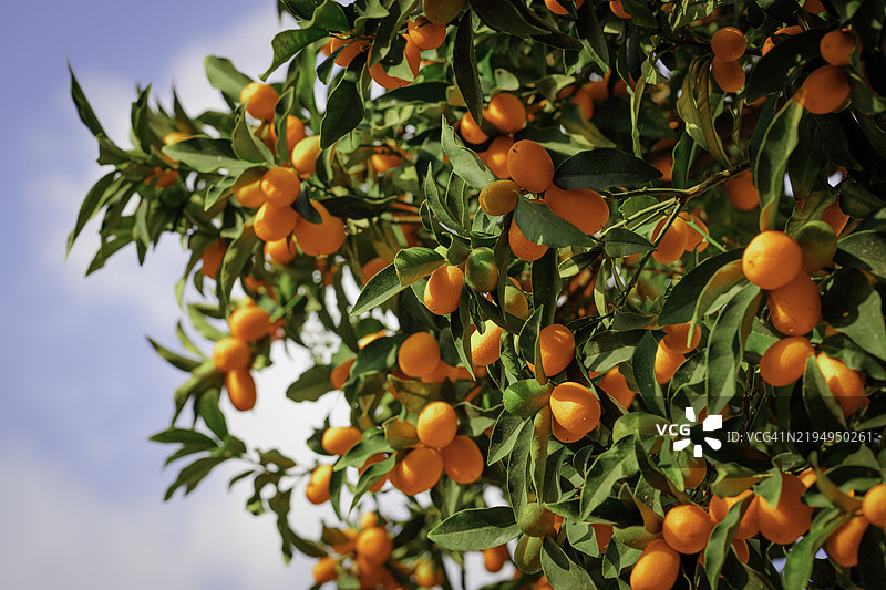 金橘果实挂在树上图片素材