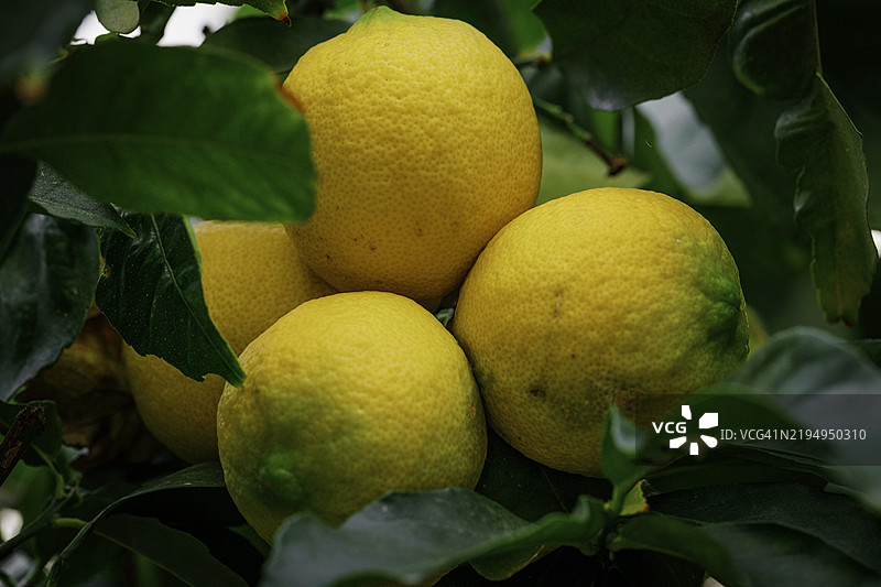 树上的柠檬果实图片素材