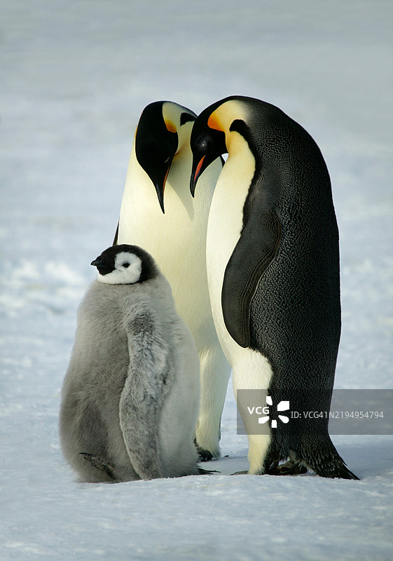 一对皇帝企鹅与小企鹅，阿德利企鹅图片素材