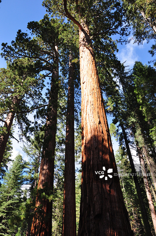 巨型红杉图片素材