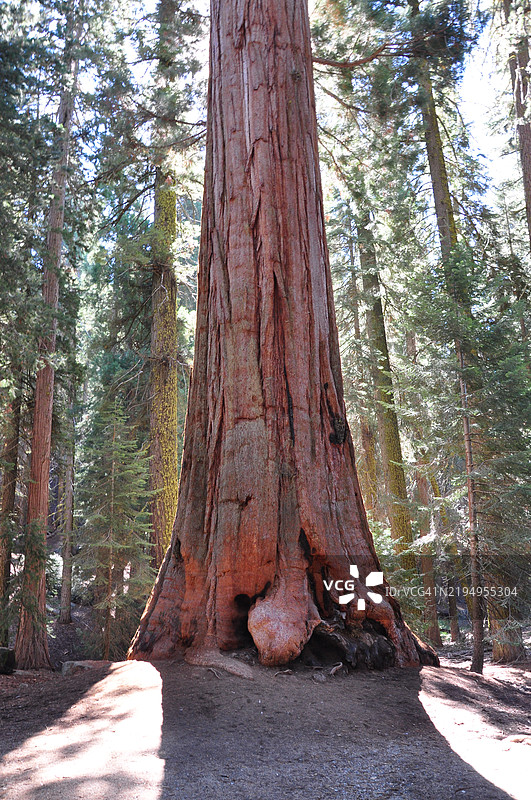 巨型红杉图片素材
