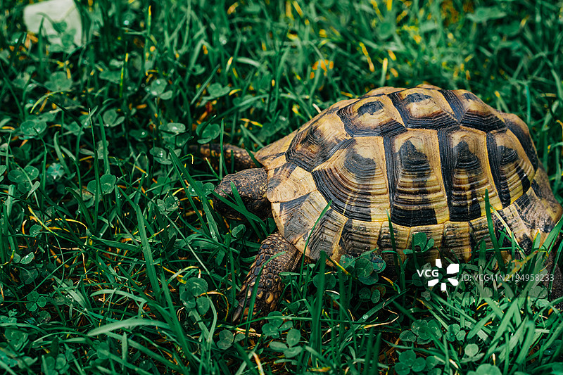 绿草丛中的乌龟特写镜头图片素材