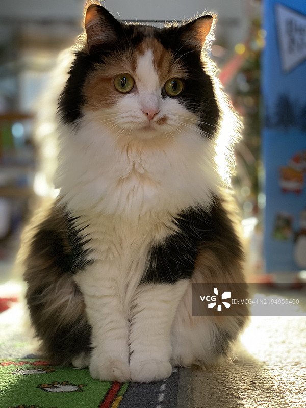 猫的特写肖像，英国埃普索姆图片素材