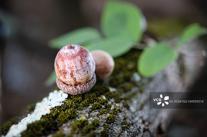 岩石上生长的蘑菇特写，帕拉默斯，新泽西州，美国图片素材