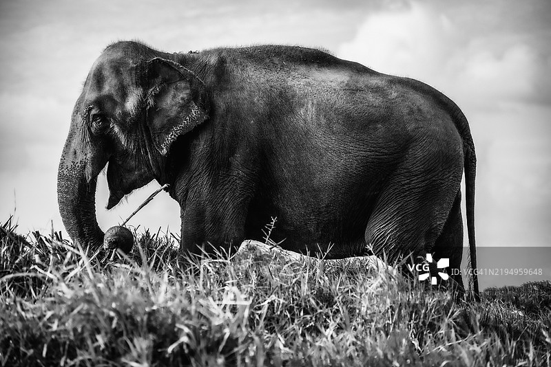 侧面视图的印度亚洲象站在田野上图片素材