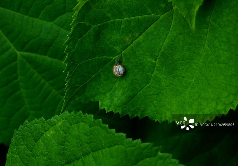 叶子上的瓢虫特写图片素材