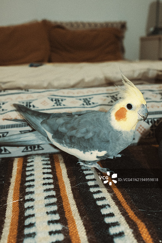 床上的猫头鹰特写图片素材