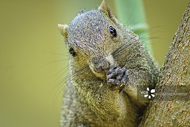 松鼠特写镜头图片素材