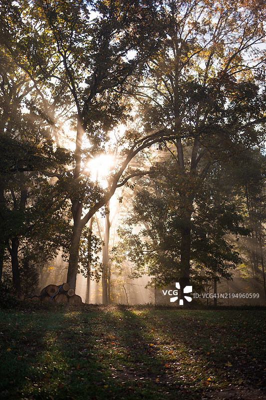 雾霭森林中的光线穿透，南卡罗来纳州格林维尔，美国图片素材