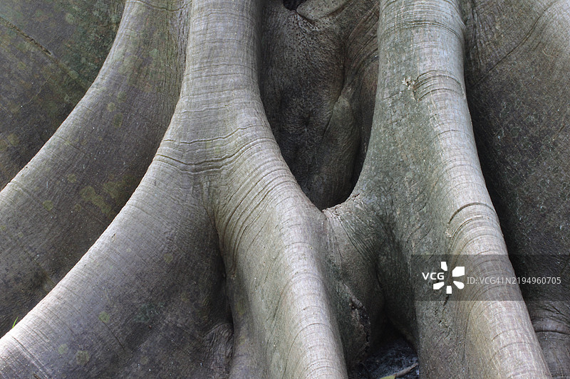 树皮特写，佛罗里达州萨拉索塔，美国图片素材