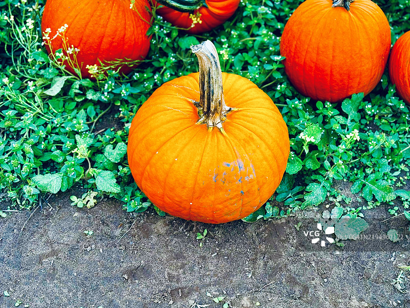 田野上的南瓜特写图片素材