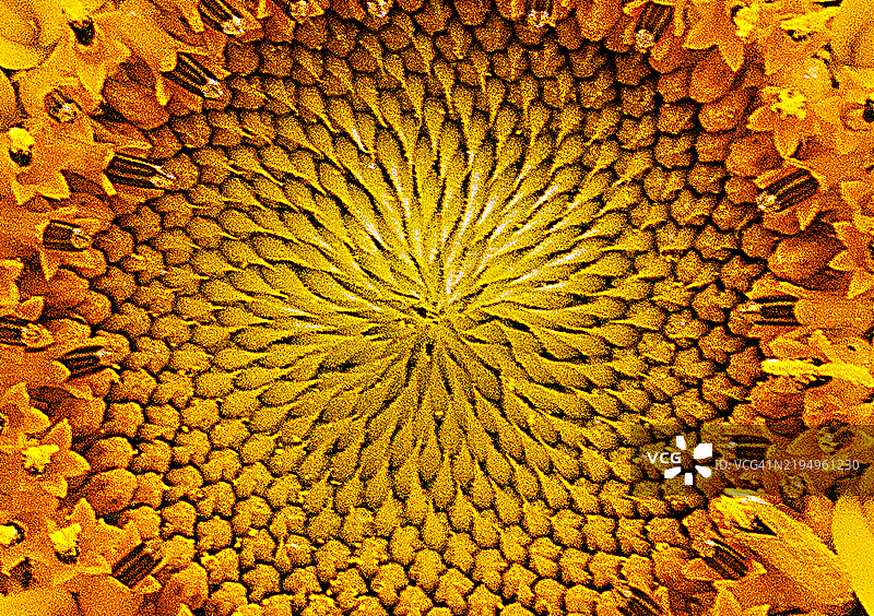 抽象图案的全景拍摄，佛罗里达州萨拉索塔，美国图片素材