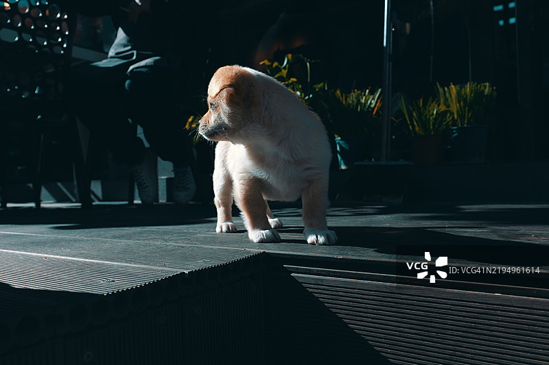 狗的特写，站在地板上，云南，大理，中国图片素材