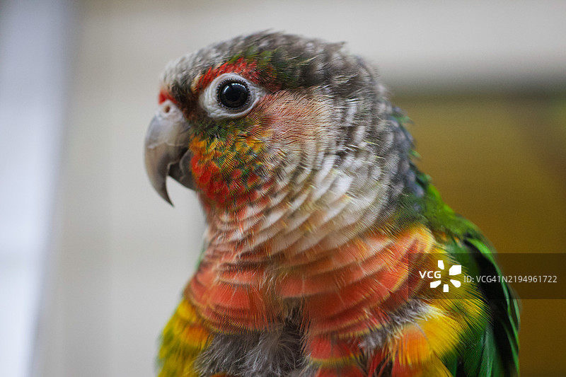 巴尔的摩，马里兰州，美国的鹦鹉特写镜头图片素材