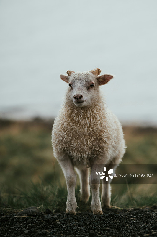 田野上站着的羊的肖像图片素材