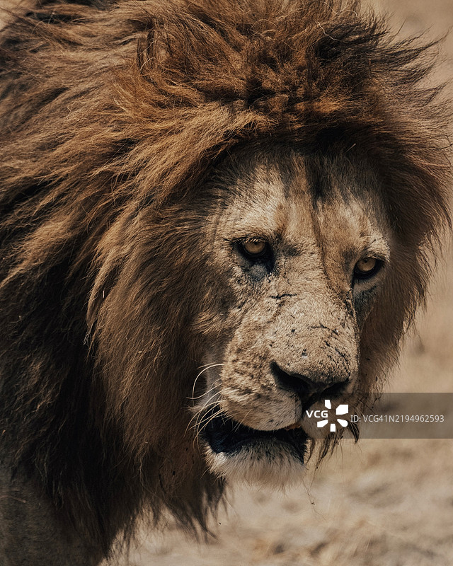 狮子的特写镜头图片素材