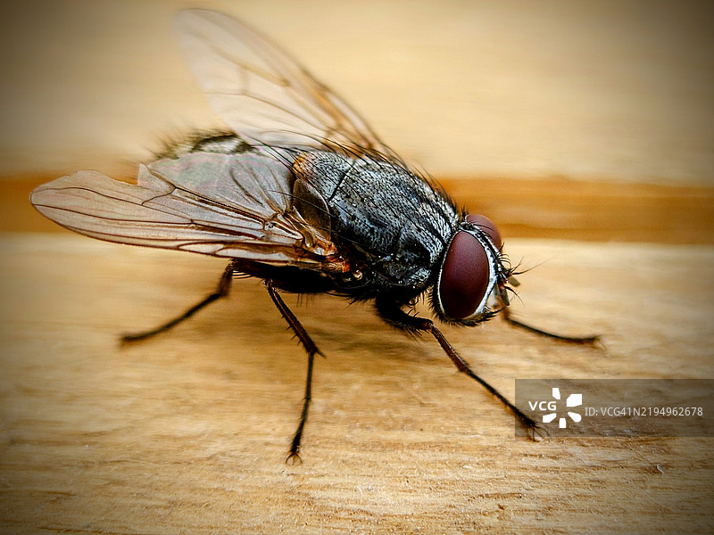 享受生活中的小事 一只苍蝇在托盘上图片素材