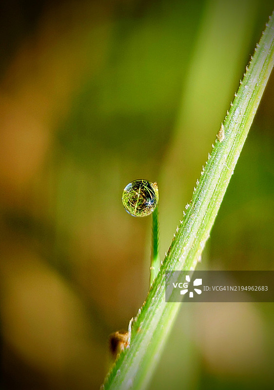 享受生活中的小事 早晨的露水图片素材