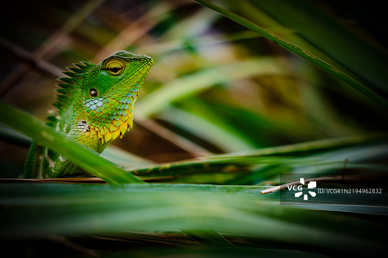 变色龙在植物上的特写镜头图片素材