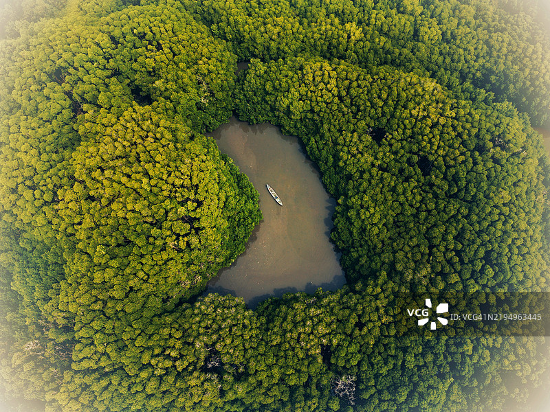 印度卡纳塔克邦乌杜皮森林中的树木高角度视图图片素材