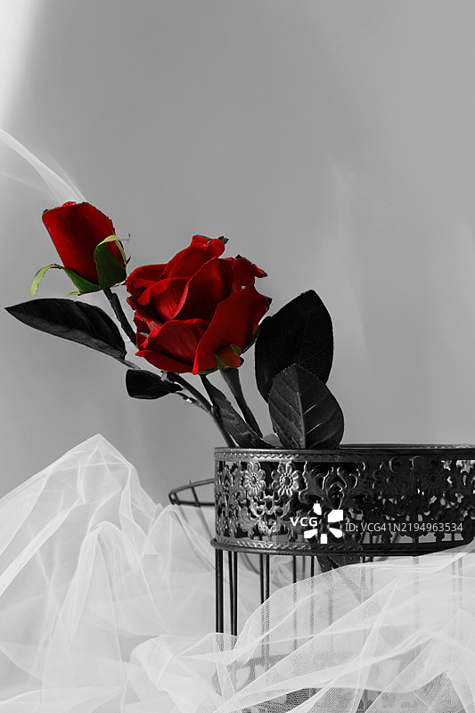 墙壁前花瓶中的玫瑰特写图片素材