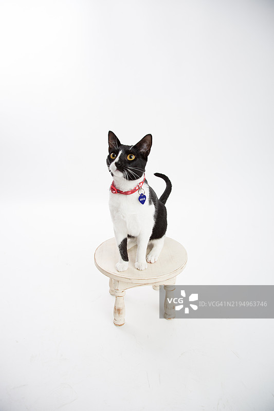 小猫咪在篮子里的摄影棚拍摄图片素材