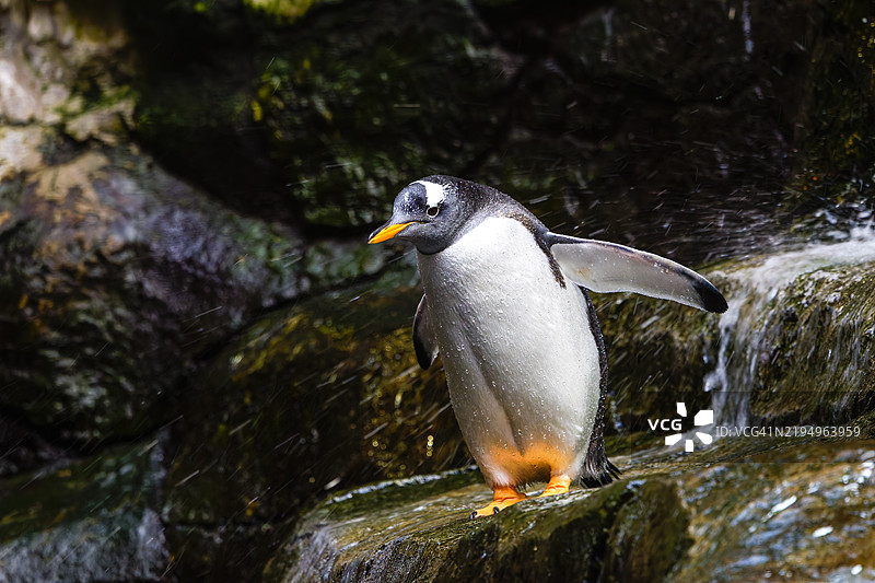 岩石上的绒毛企鹅特写镜头图片素材